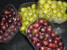 polskie jabłka producent owoców warzyw